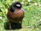 Laysan Duck (WWT Slimbridge May 2012) - pic by Nigel Key